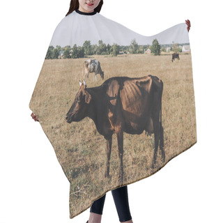 Personality  Rural Scene With Cows Grazing In Meadow  Hair Cutting Cape