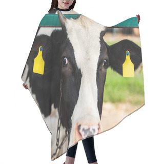 Personality  Selective Focus Of Black And White Cow With Yellow Tags In Ears On Dairy Farm Hair Cutting Cape