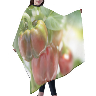 Personality  Cluster Of Red Sweet Bell Peppers On A Plant Hair Cutting Cape