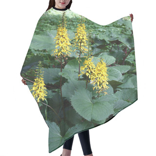 Personality  Long Inflorescences With Bright Yellow Flowers And Fresh Large Gear Green Leaves Of A Ligularia Przewalskii. Hair Cutting Cape