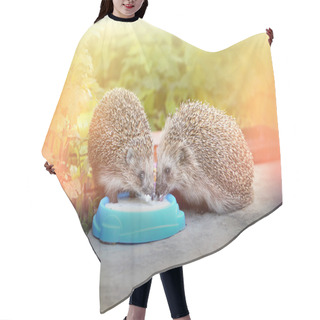 Personality  Photo Funny Hedgehogs Hair Cutting Cape