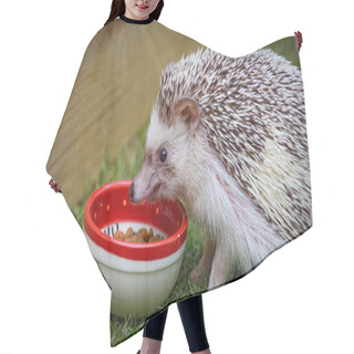 Personality  African White- Bellied Hedgehog Hair Cutting Cape