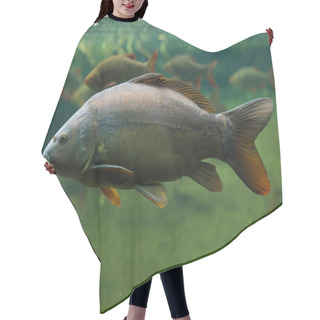 Personality  Mirror Carp (Cyprinus Carpio Carpio). Hair Cutting Cape