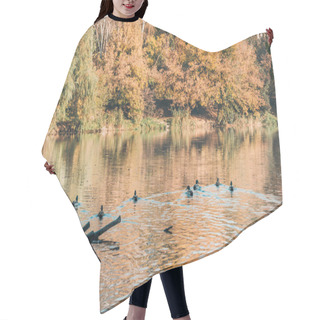 Personality  Ducks Swimming In Lake Near Peaceful Autumn Forest  Hair Cutting Cape