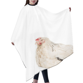 Personality  Close-up View Of Beautiful White Hen Looking At Camera Isolated On White Hair Cutting Cape