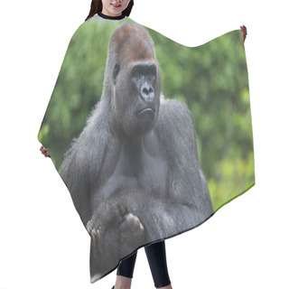 Personality  Portrait Of A West Lowland Silverback Gorilla Hair Cutting Cape