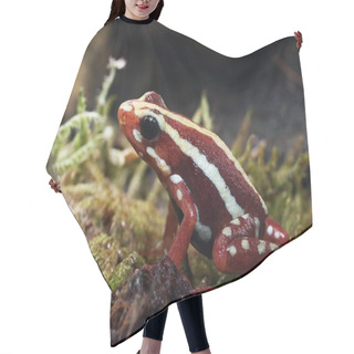 Personality  Poison Red Frog Hair Cutting Cape