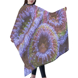 Personality  Coral Acanthastrea Lordhowensis Rainbow. Hair Cutting Cape