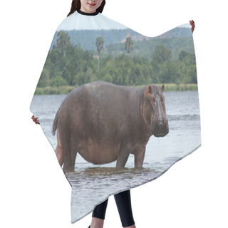 Personality  Hippo In Africa Hair Cutting Cape