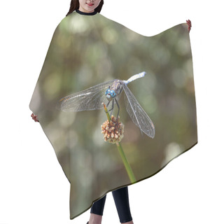 Personality  Julia Skimmer Dragonfly Sitting On Plant In Southern Africa Hair Cutting Cape