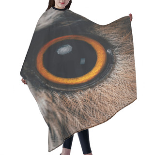 Personality  Close Up View Of Wild Owl Orange And Black Eye Hair Cutting Cape
