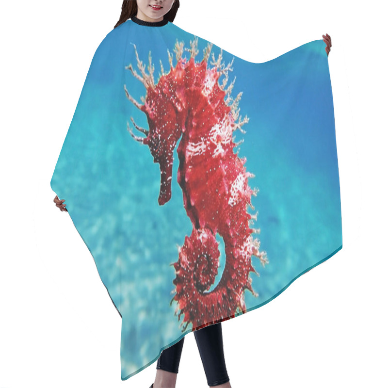 Personality  Red long-snouted seahorse - Hippocampus guttulatus hair cutting cape