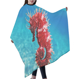 Personality  Red Long-snouted Seahorse - Hippocampus Guttulatus Hair Cutting Cape