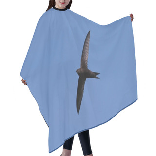 Personality  Common Swift (Apus Apus) Hair Cutting Cape