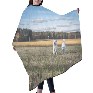 Personality  Two Big White Dogs Are Walking Outdoor. Tatra Shepherd Dog. Hair Cutting Cape