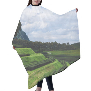 Personality  Aerial View Of Beautiful Green Tea Plantation On Sunny Day Hair Cutting Cape