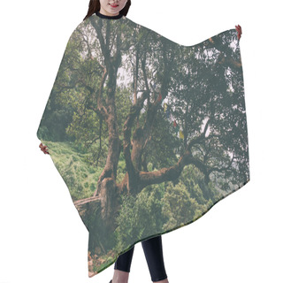 Personality  Trees Hair Cutting Cape