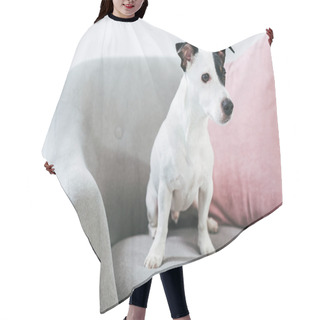 Personality  Jack Russell Terrier Dog Sitting On Armchair With Pillow Hair Cutting Cape