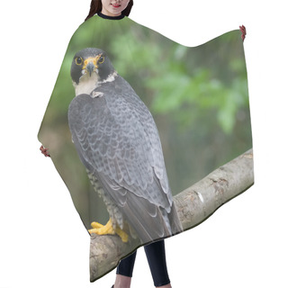 Personality  Peregrine Falcon Falco Peregrinus Perched Branch Hair Cutting Cape