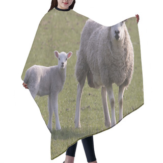 Personality  Sheep And Lamb Grazing Hair Cutting Cape