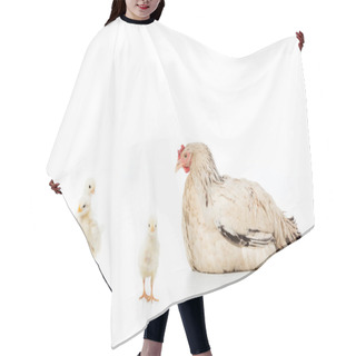 Personality  Hen Looking At Cute Little Chickens Isolated On White Hair Cutting Cape