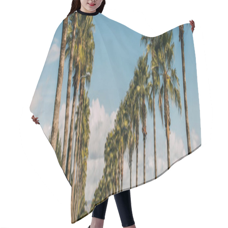 Personality  Panoramic Shot Of Promenade Alley With Green Palm Trees Against Blue Sky Hair Cutting Cape