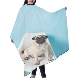 Personality  White Chair With Fawn Color Pug Dog Sitting On Blue Background Hair Cutting Cape