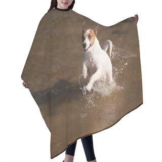 Personality  Playful Jack Russell Terrier Dog Playing In Water Hair Cutting Cape