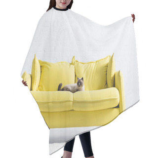 Personality  Siamese Cat Looking Away, While Lying On Yellow Sofa With Pillows At Home Hair Cutting Cape