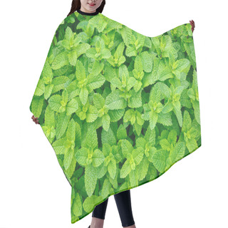 Personality  Mint Leaves Hair Cutting Cape