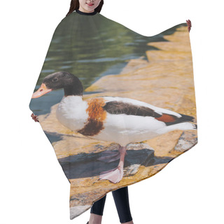 Personality  Selective Focus Of Duck Standing On Shallow Water  Hair Cutting Cape