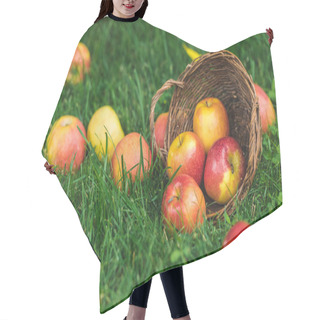 Personality  Ripe Fresh Picked Apples In Wicker Basket On Green Grass Hair Cutting Cape