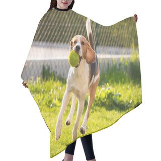 Personality  Beagle Dog With A Ball On A Green Meadow During Spring,summer Runs Towards Camera With Ball Hair Cutting Cape