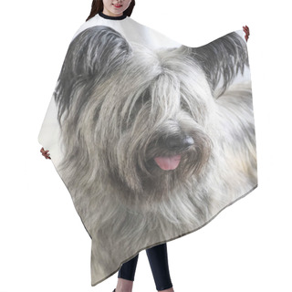 Personality  Dog Skye Terrier Hair Cutting Cape