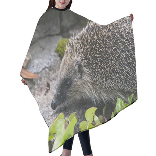 Personality  Young Hedgehog In Garden Hair Cutting Cape