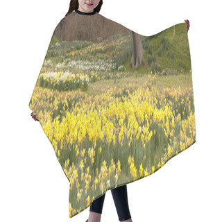 Personality  Daffodils Surround Trees In Rural Setting Hair Cutting Cape