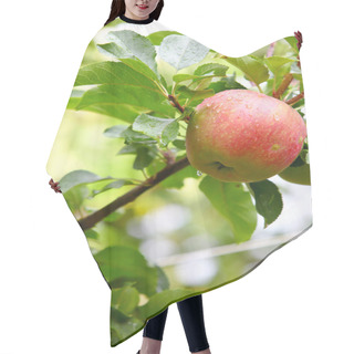 Personality  Ripe, Beautiful Apples On The Branches Of Apple Tree Hair Cutting Cape