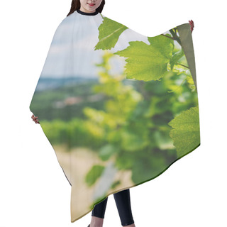 Personality  Selective Focus Of Green Vine Leaves In Wurzburg, Germany Hair Cutting Cape