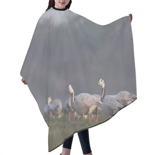 Personality  Flock Of Bar Headed Goose Hair Cutting Cape