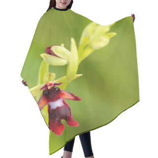Personality  Flowering European Terrestrial Wild Orchid  Hair Cutting Cape
