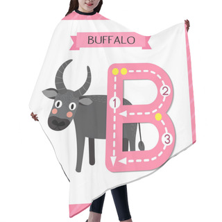 Personality  Letter B Uppercase Cute Children Colorful Zoo And Animals ABC Alphabet Tracing Flashcard Of Standing Buffalo For Kids Learning English Vocabulary And Handwriting Vector Illustration. Hair Cutting Cape