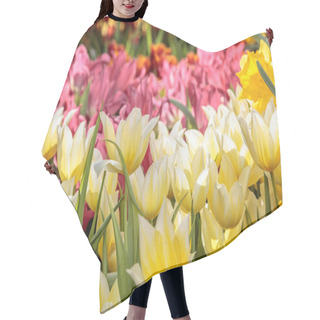 Personality  Red Yellow Tulips With Beautiful Bouquet Background. Spring Nature Field. Garden Fresh Plants Hair Cutting Cape