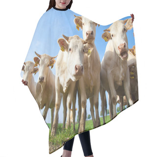 Personality  Herd Of Curious Looking White German Cows Standing On A Green Meadow Hair Cutting Cape