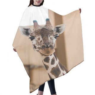 Personality  Selective Focus Of Cute And Tall Giraffe In Zoo  Hair Cutting Cape