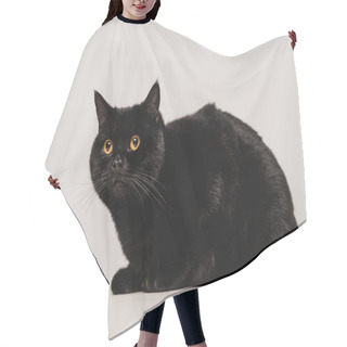 Personality  Fluffy Black Cat Sitting On Table Isolated On Grey  Hair Cutting Cape
