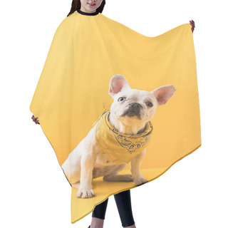 Personality  Funny French Bulldog Sitting And Looking At Camera On Yellow Hair Cutting Cape