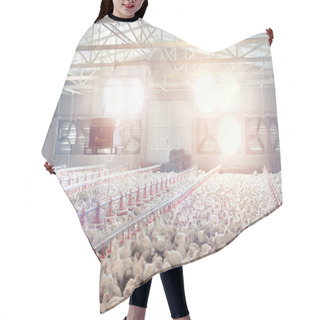 Personality  Poultry Farm With Chicken. Husbandry, Housing Business For The Purpose Of Farming Meat, White Chicken Farming Feed In Indoor Housing. Hair Cutting Cape