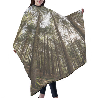 Personality  Low Angle View Of Spruce Forest With Sunshine  Hair Cutting Cape