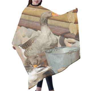 Personality  Domestic Grey Gooses On Farmyard Hair Cutting Cape