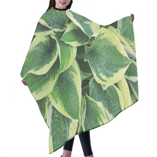 Personality  Texture Of Green And White Leaves Of A Decorative Plant, Hosta, Funkia Hair Cutting Cape